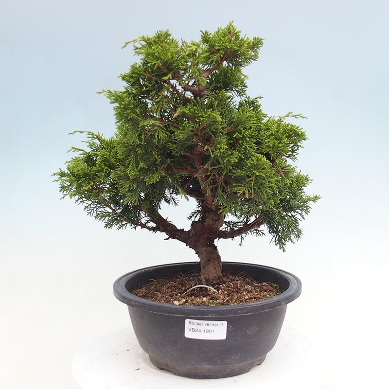 Venkovní bonsai - Juniperus chinensis Itoigawa -Jalovec čínský