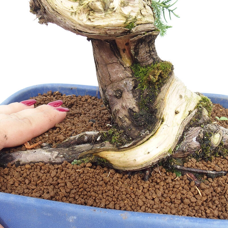 Venkovní bonsai - Juniperus chinensis Itoigawa-Jalovec čínský