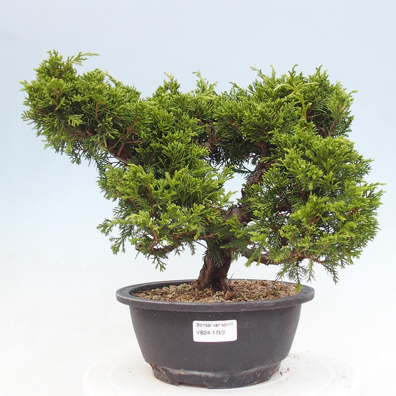 Venkovní bonsai - Juniperus chinensis Itoigawa -Jalovec čínský