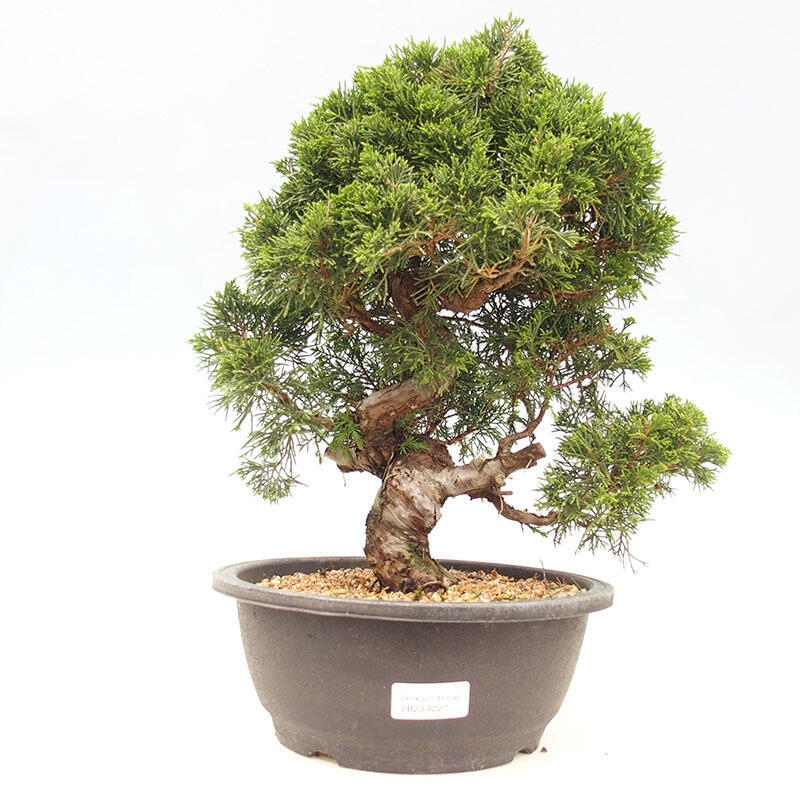 Venkovní bonsai - Juniperus chinensis Itoigawa-Jalovec čínský