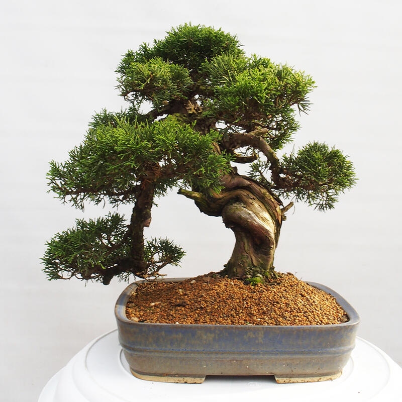 Venkovní bonsai - Juniperus chinensis Itoigawa -Jalovec čínský