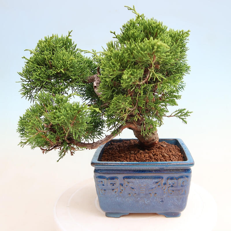 Venkovní bonsai - Juniperus chinensis Itoigawa -Jalovec čínský