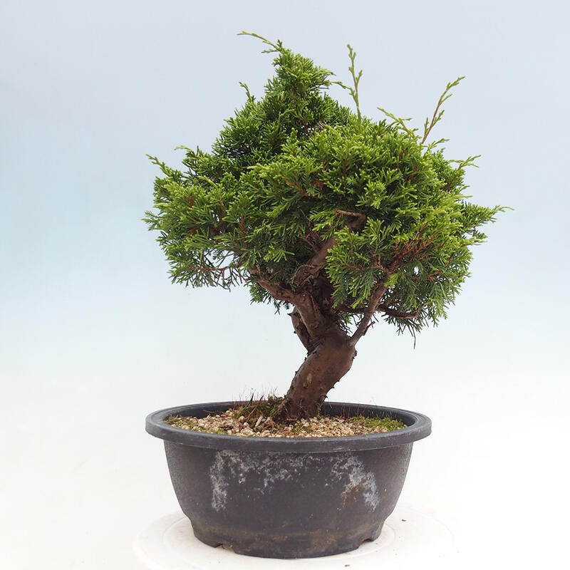 Venkovní bonsai - Juniperus chinensis Itoigawa -Jalovec čínský