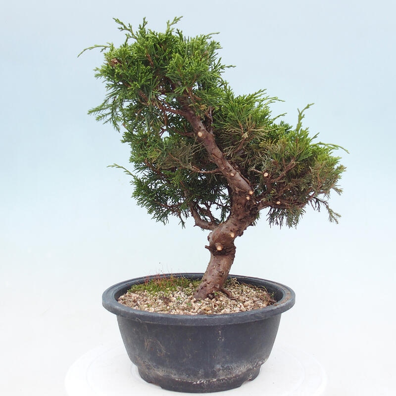 Venkovní bonsai - Juniperus chinensis Itoigawa -Jalovec čínský