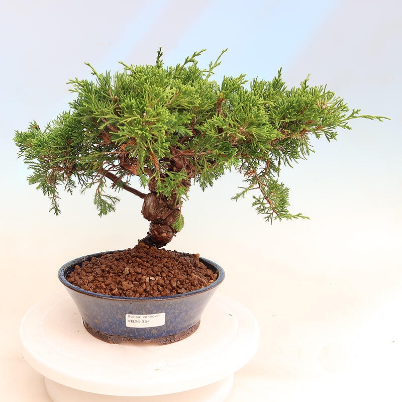 Venkovní bonsai - Juniperus chinensis Itoigawa -Jalovec čínský