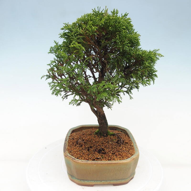 Venkovní bonsai - Juniperus chinensis Itoigawa -Jalovec čínský