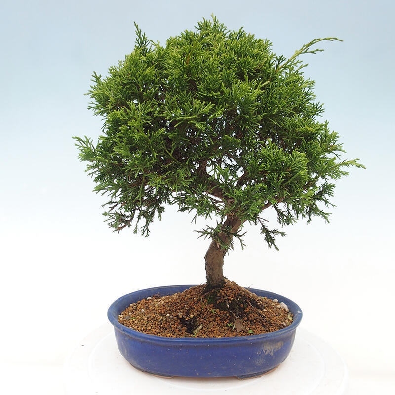 Venkovní bonsai - Juniperus chinensis Itoigawa -Jalovec čínský