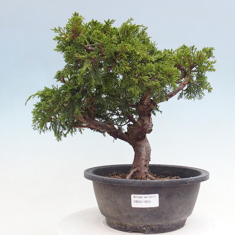 Venkovní bonsai - Juniperus chinensis Itoigawa -Jalovec čínský