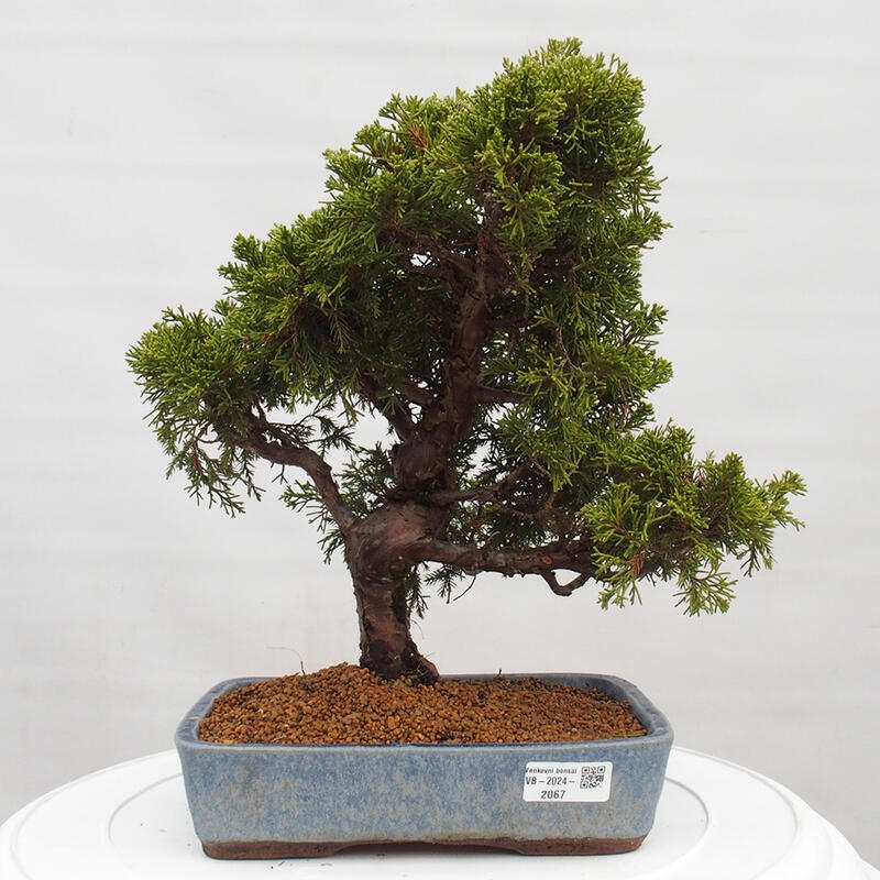 Venkovní bonsai - Juniperus chinensis Itoigawa -Jalovec čínský