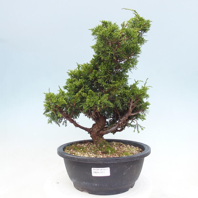 Venkovní bonsai - Juniperus chinensis Itoigawa -Jalovec čínský