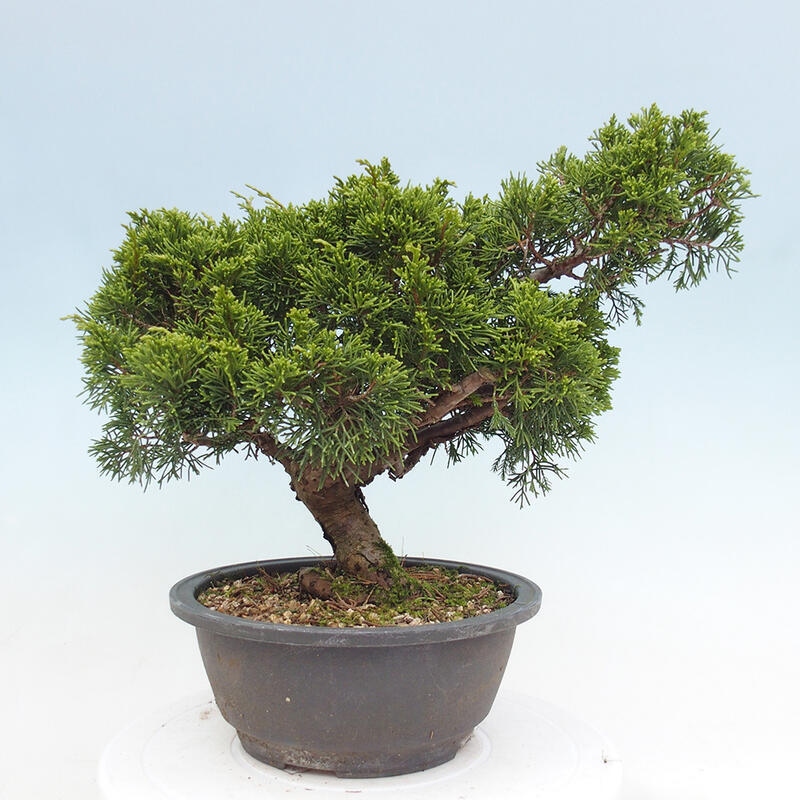 Venkovní bonsai - Juniperus chinensis Itoigawa -Jalovec čínský