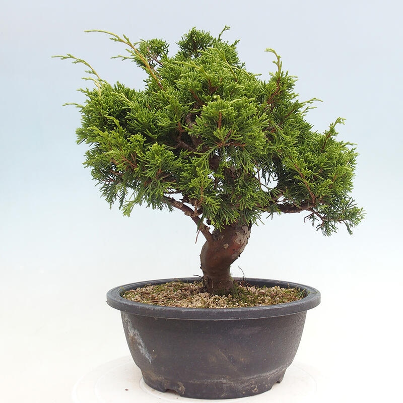 Venkovní bonsai - Juniperus chinensis Itoigawa -Jalovec čínský