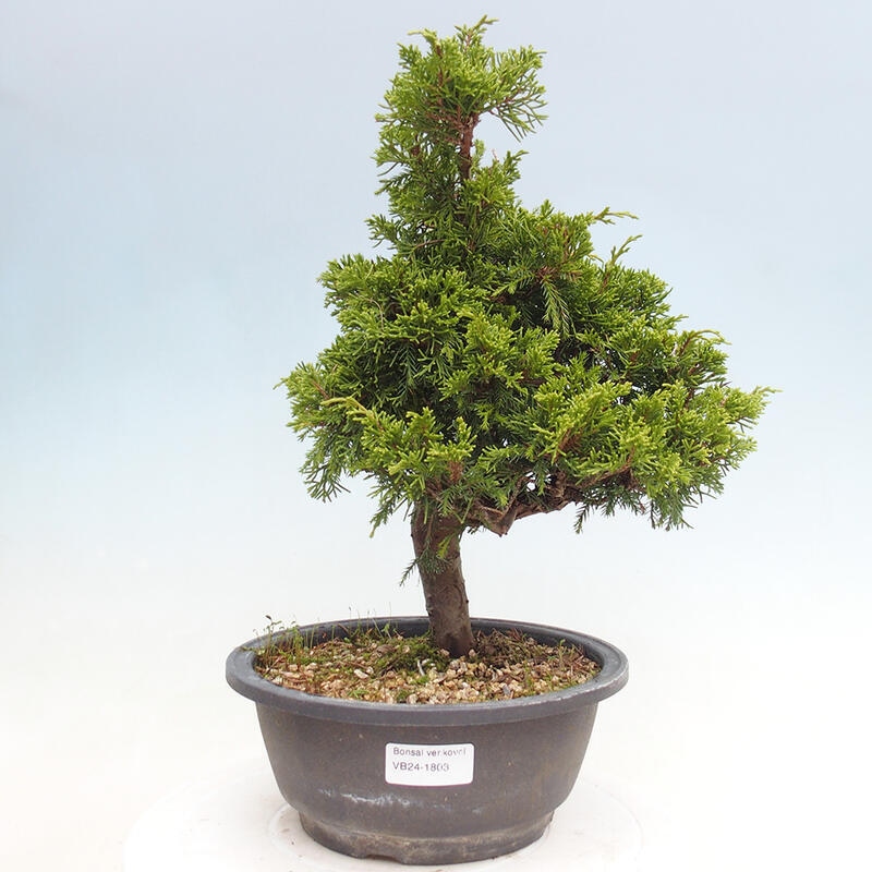 Venkovní bonsai - Juniperus chinensis Itoigawa -Jalovec čínský