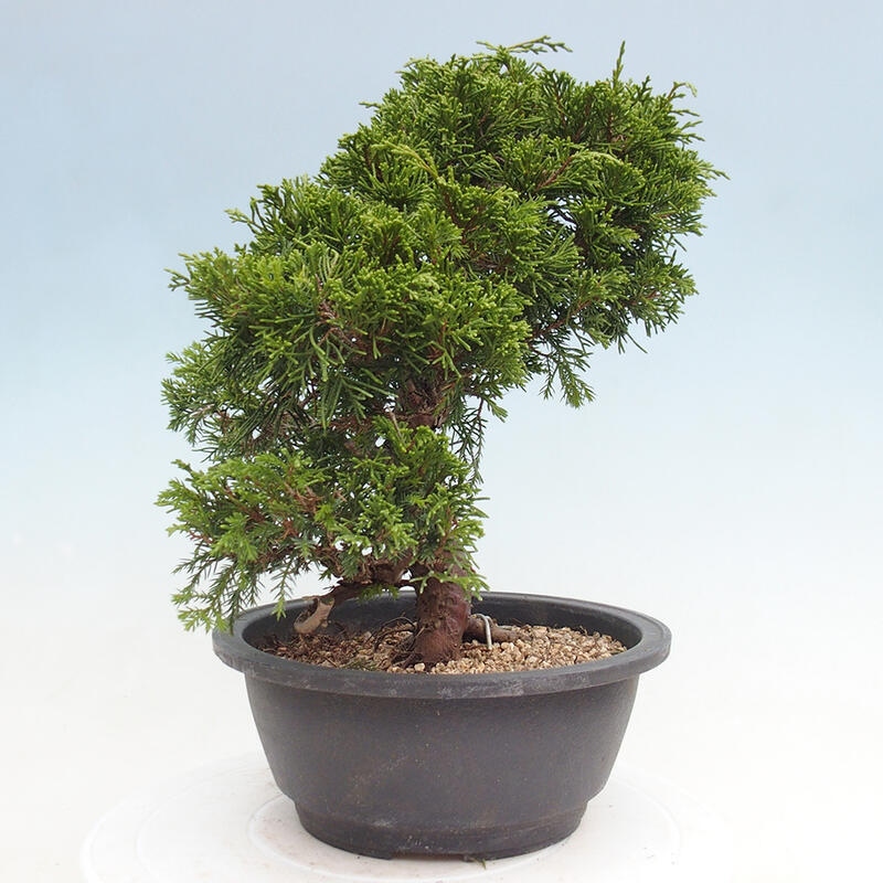 Venkovní bonsai - Juniperus chinensis Itoigawa -Jalovec čínský