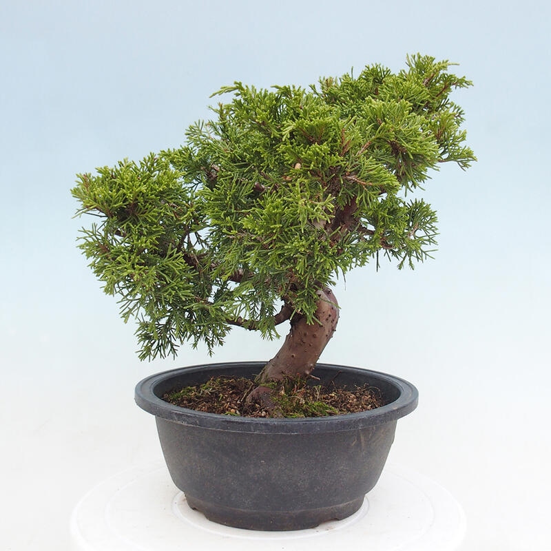 Venkovní bonsai - Juniperus chinensis Itoigawa -Jalovec čínský