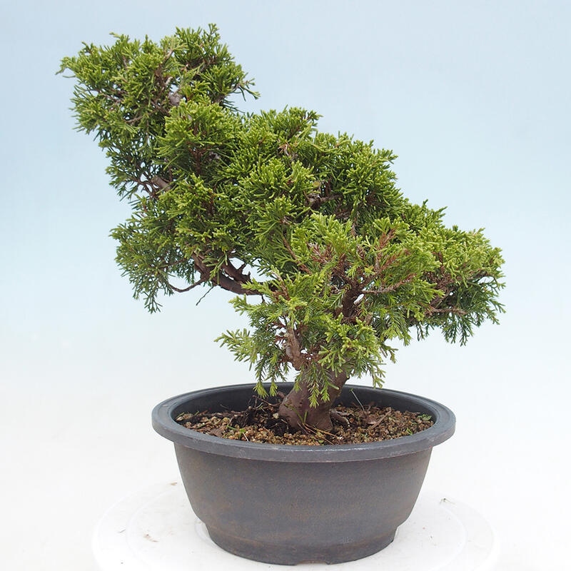 Venkovní bonsai - Juniperus chinensis Itoigawa -Jalovec čínský