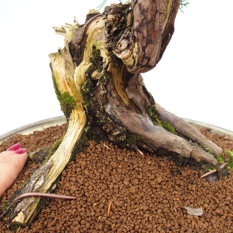 Venkovní bonsai - Juniperus chinensis Itoigawa-Jalovec čínský