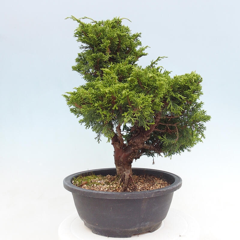 Venkovní bonsai - Juniperus chinensis Itoigawa -Jalovec čínský