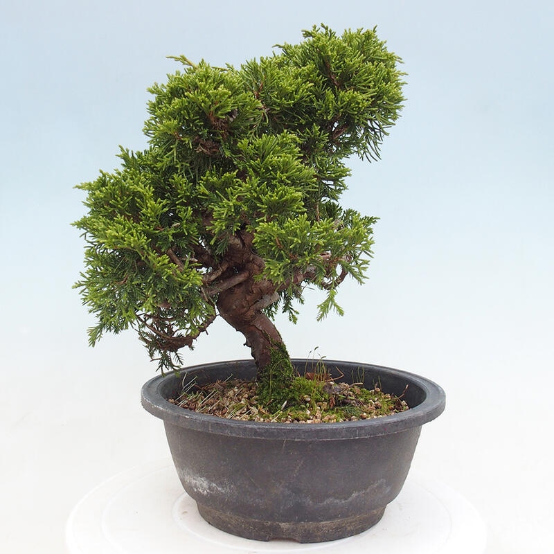 Venkovní bonsai - Juniperus chinensis Itoigawa -Jalovec čínský