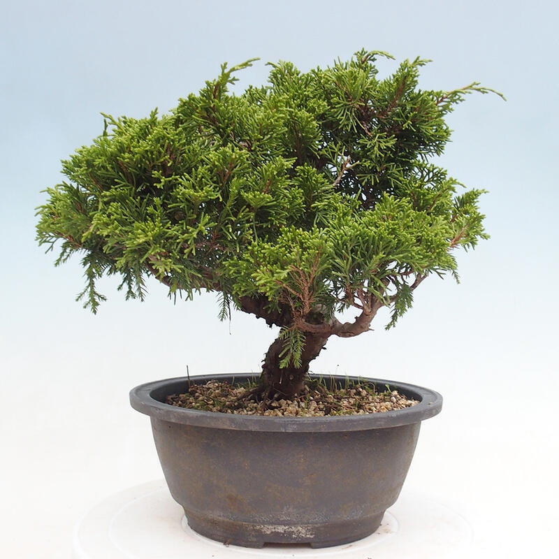 Venkovní bonsai - Juniperus chinensis Itoigawa -Jalovec čínský