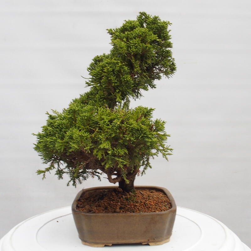 Venkovní bonsai - Juniperus chinensis Itoigawa -Jalovec čínský