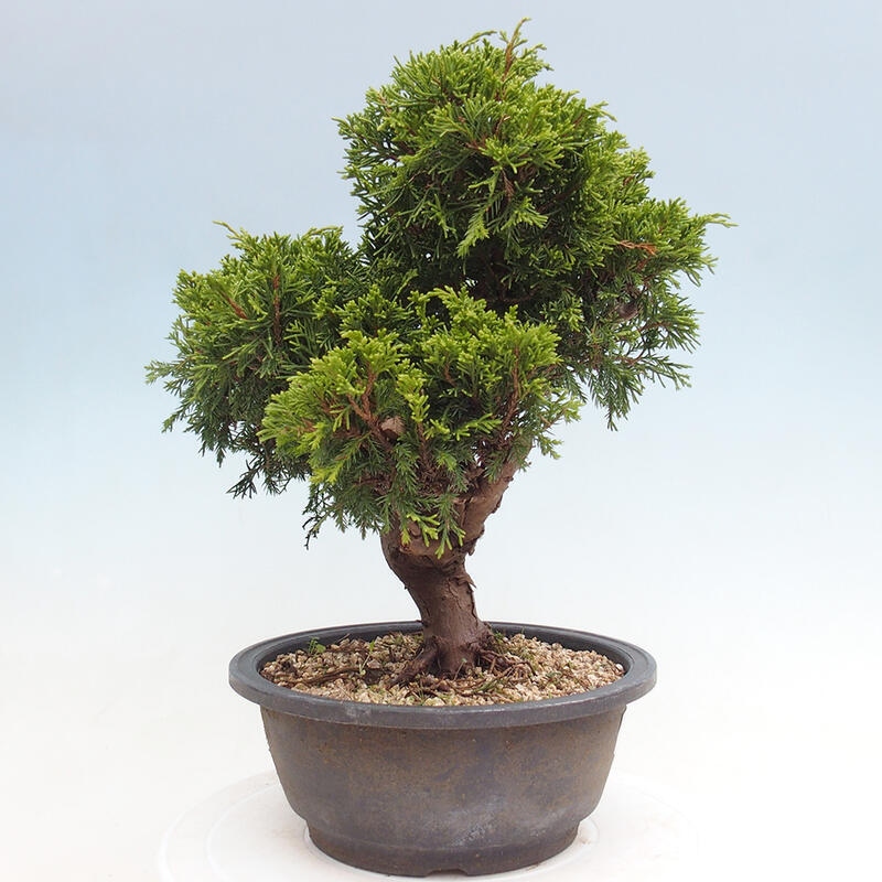 Venkovní bonsai - Juniperus chinensis Itoigawa -Jalovec čínský