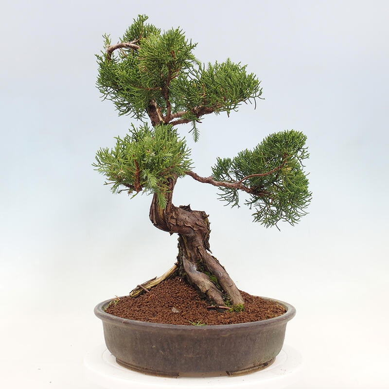 Venkovní bonsai - Juniperus chinensis Itoigawa-Jalovec čínský