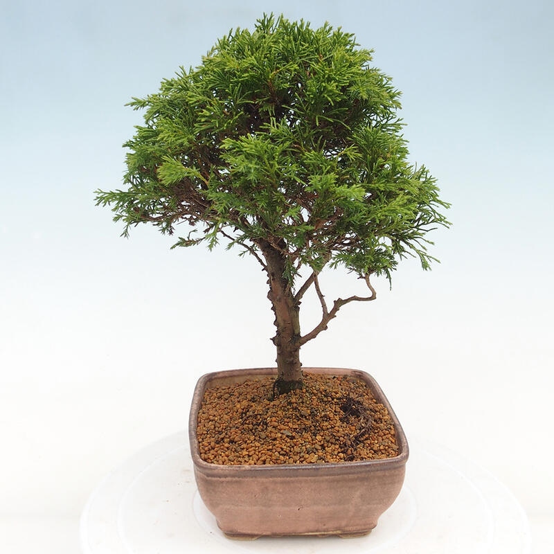 Venkovní bonsai - Juniperus chinensis Itoigawa -Jalovec čínský