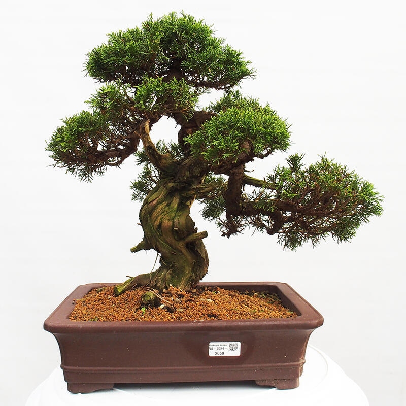 Venkovní bonsai - Juniperus chinensis Itoigawa -Jalovec čínský