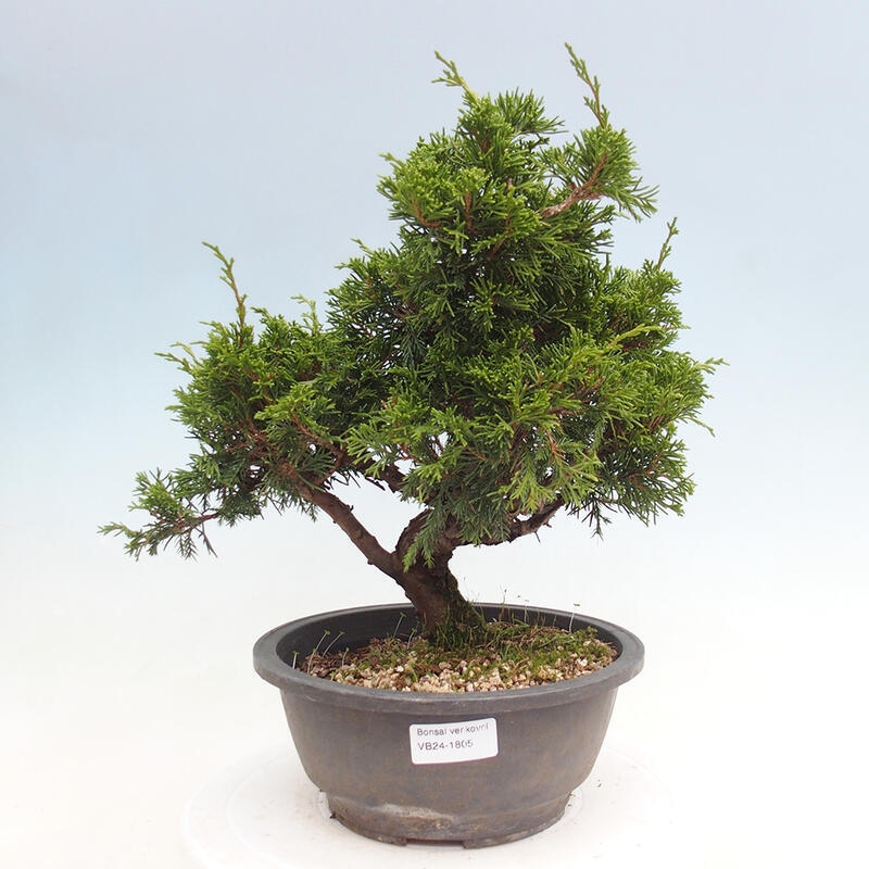 Venkovní bonsai - Juniperus chinensis Itoigawa -Jalovec čínský