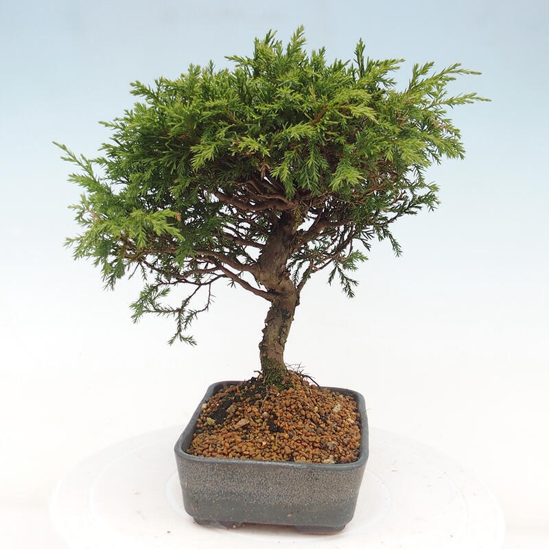 Venkovní bonsai - Juniperus chinensis Itoigawa -Jalovec čínský