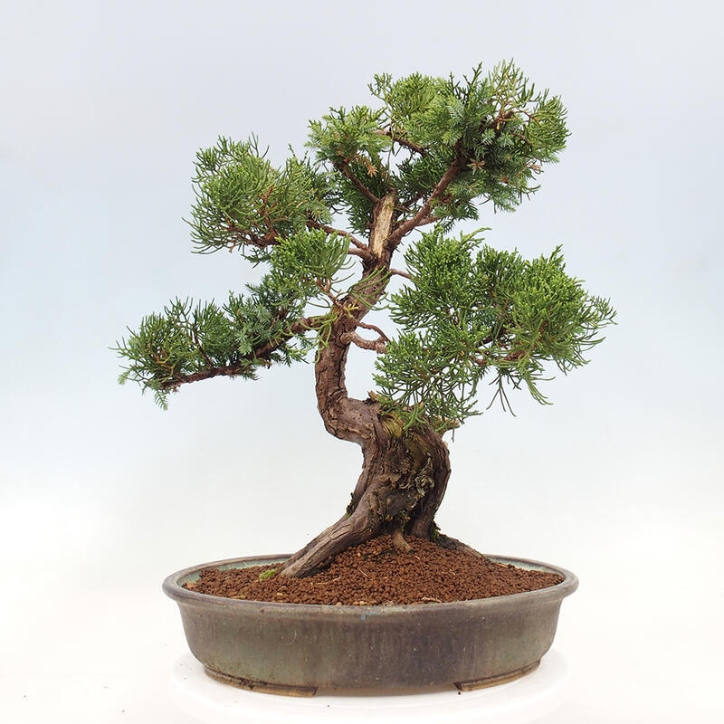 Venkovní bonsai - Juniperus chinensis Itoigawa-Jalovec čínský