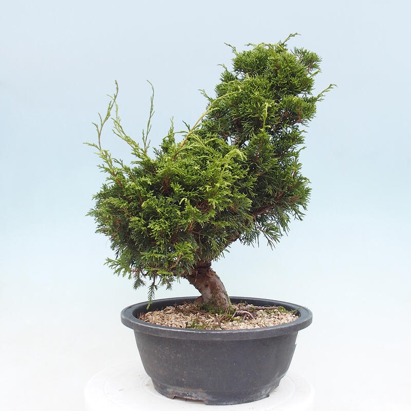 Venkovní bonsai - Juniperus chinensis Itoigawa -Jalovec čínský