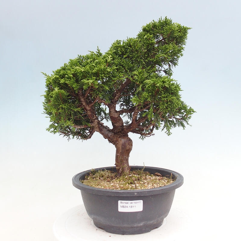 Venkovní bonsai - Juniperus chinensis Itoigawa -Jalovec čínský