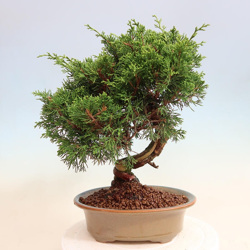 Venkovní bonsai - Juniperus chinensis Itoigawa -Jalovec čínský