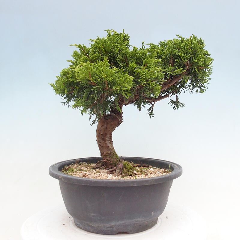 Venkovní bonsai - Juniperus chinensis Itoigawa -Jalovec čínský