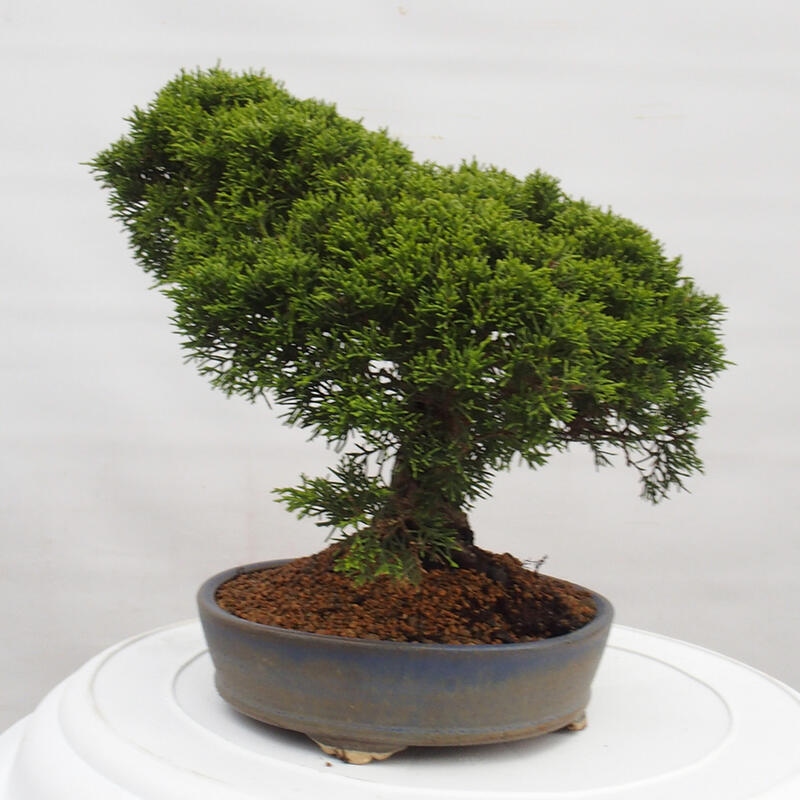 Venkovní bonsai - Juniperus chinensis Itoigawa -Jalovec čínský