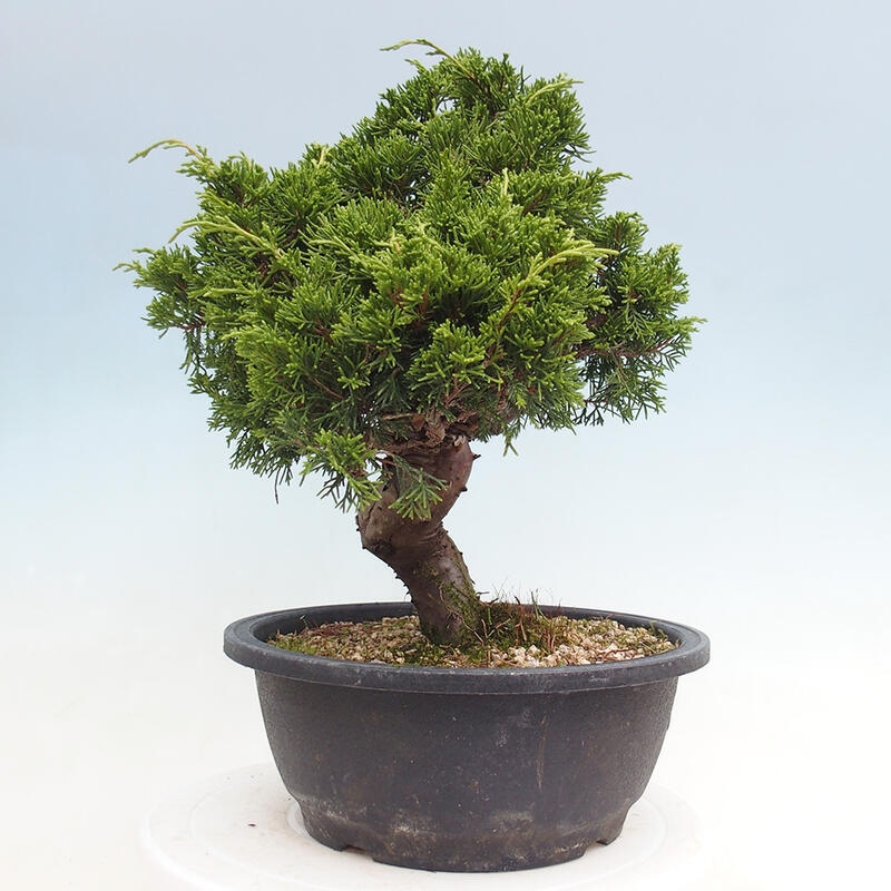 Venkovní bonsai - Juniperus chinensis Itoigawa -Jalovec čínský