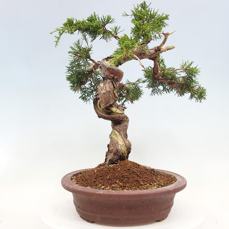 Venkovní bonsai - Juniperus chinensis Itoigawa-Jalovec čínský