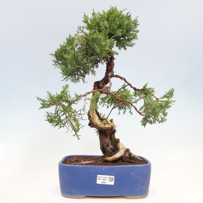 Venkovní bonsai - Juniperus chinensis Itoigawa-Jalovec čínský