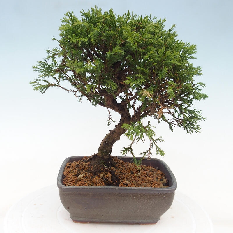 Venkovní bonsai - Juniperus chinensis Itoigawa -Jalovec čínský