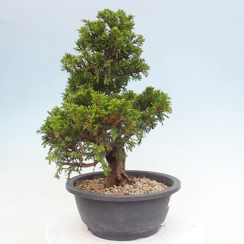 Venkovní bonsai - Juniperus chinensis Itoigawa -Jalovec čínský