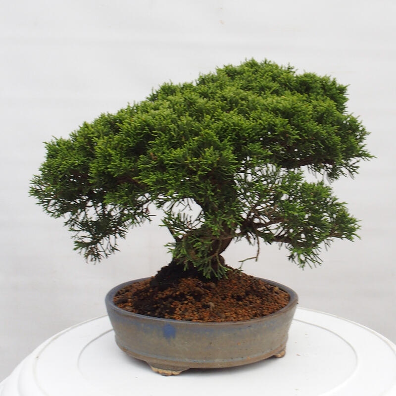 Venkovní bonsai - Juniperus chinensis Itoigawa -Jalovec čínský