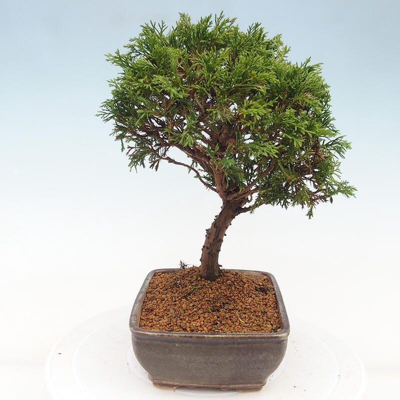 Venkovní bonsai - Juniperus chinensis Itoigawa -Jalovec čínský