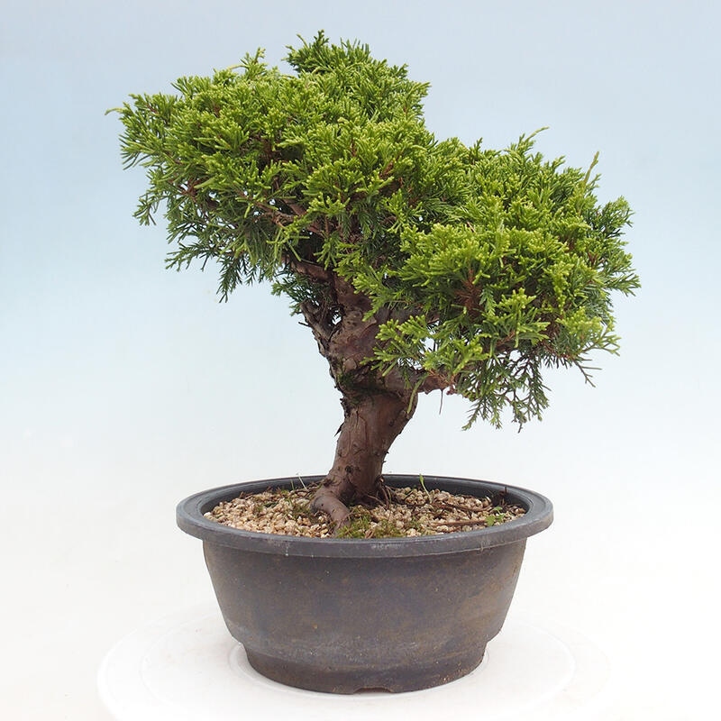 Venkovní bonsai - Juniperus chinensis Itoigawa -Jalovec čínský