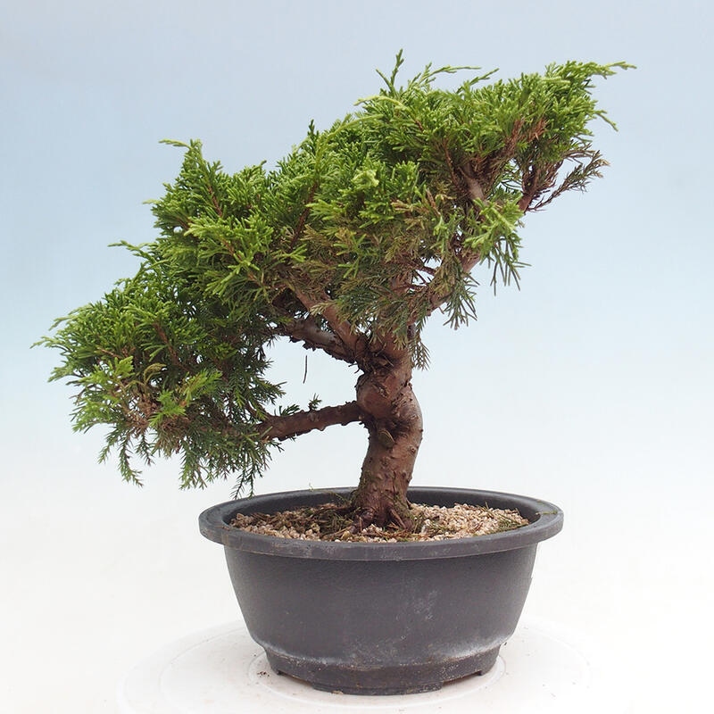 Venkovní bonsai - Juniperus chinensis Itoigawa -Jalovec čínský