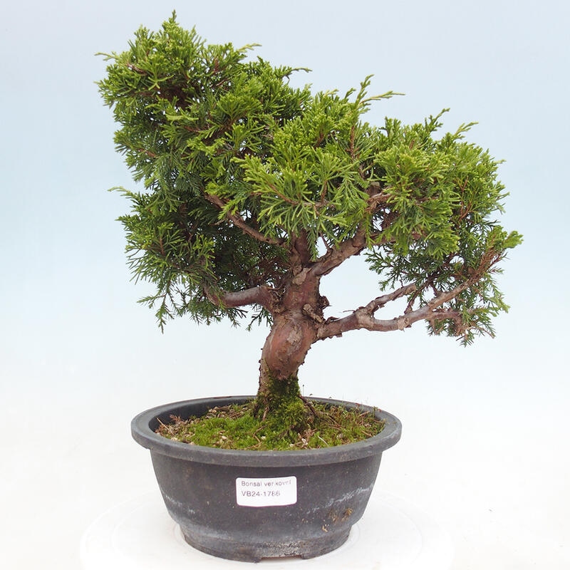 Venkovní bonsai - Juniperus chinensis Itoigawa -Jalovec čínský