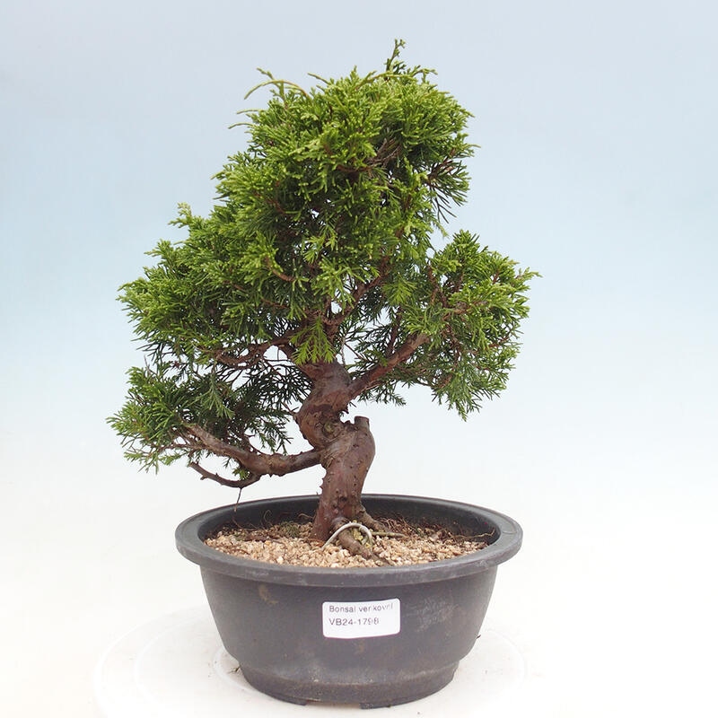 Venkovní bonsai - Juniperus chinensis Itoigawa -Jalovec čínský