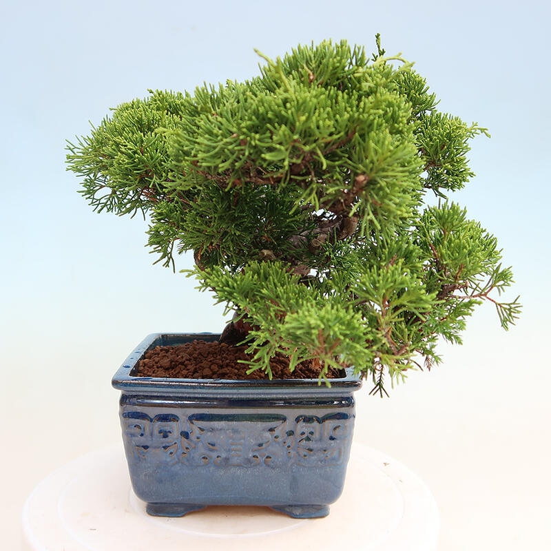 Venkovní bonsai - Juniperus chinensis Itoigawa -Jalovec čínský