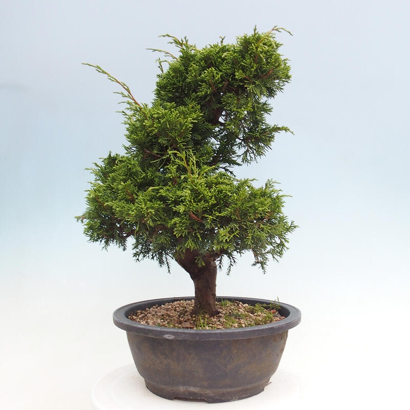 Venkovní bonsai - Juniperus chinensis Itoigawa -Jalovec čínský